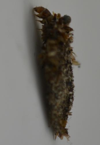 Naryciinae